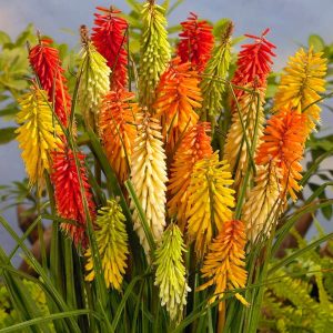 Fener çiçeği fidesi kniphofia uvaria grandiflora mix