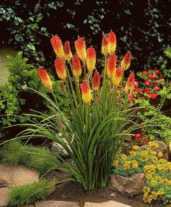 Fener çiçeği fidesi kniphofia uvaria grandiflora mix