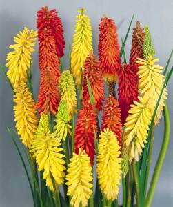 Fener çiçeği fidesi kniphofia uvaria grandiflora mix