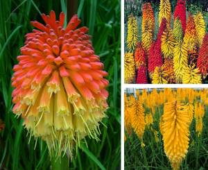 Fener çiçeği fidesi kniphofia uvaria grandiflora mix