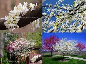 Beyaz erguvan ağacı fidesi cercis canadensis alba