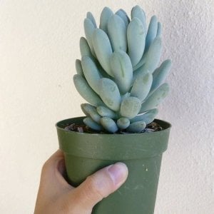 Echeveria elegans blue sukulent bitki