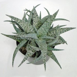 Aloe white beauty sukulent bitki