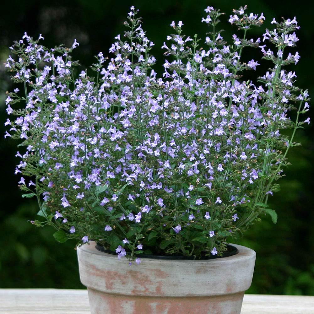 Mavi bulut nepeta fidesi calamintha spp. blue cloud