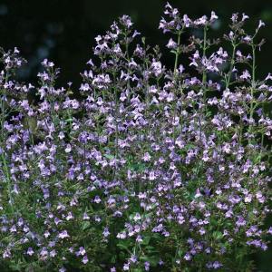 Mavi bulut nepeta fidesi calamintha spp. blue cloud