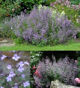 Mavi bulut nepeta fidesi calamintha spp. blue cloud