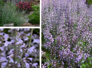 Mavi bulut nepeta fidesi calamintha spp. blue cloud