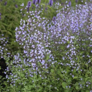 Mavi bulut nepeta fidesi calamintha spp. blue cloud