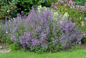 Mavi bulut nepeta fidesi calamintha spp. blue cloud