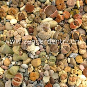 Lithops tohumu nadir 40 tür özel karışım