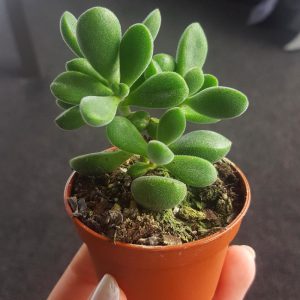 Crassula rogersii sukulent bitki