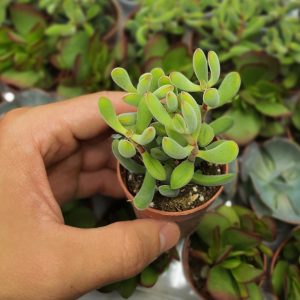 Crassula rogersii sukulent bitki