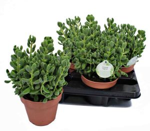 Crassula rogersii sukulent bitki