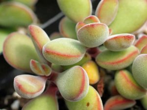 Crassula rogersii sukulent bitki