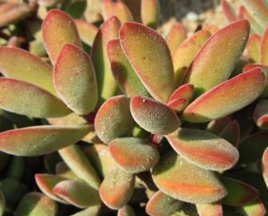 Crassula rogersii sukulent bitki