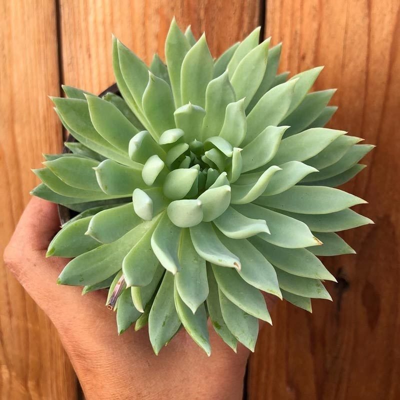 Sedeveria fanfare graptoveria fanfare sukulent bitki