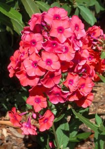 Turuncu floks fidesi phlox paniculata adessa orange