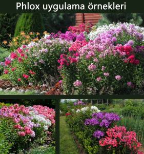 Turuncu floks fidesi phlox paniculata adessa orange