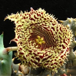 Huernia hystrix bitkisi