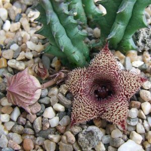 Huernia hystrix bitkisi