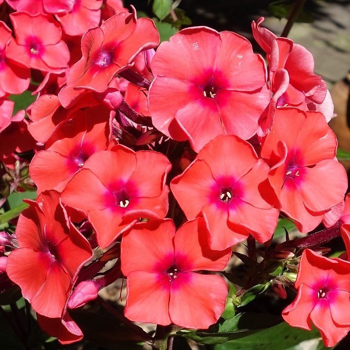 Turuncu floks fidesi phlox paniculata adessa orange