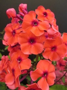 Turuncu floks fidesi phlox paniculata adessa orange