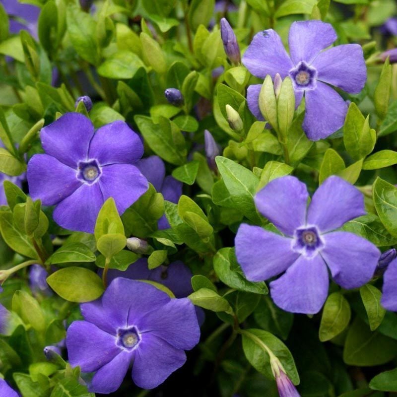 Bowles mavi çiçekli vinca minor fidesi yerörtücü