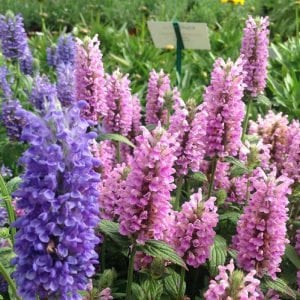 Pembe rüya nepeta fidesi nepeta subsessilis pink dreams