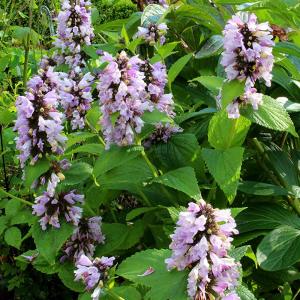 Pembe rüya nepeta fidesi nepeta subsessilis pink dreams