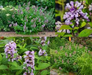 Pembe rüya nepeta fidesi nepeta subsessilis pink dreams