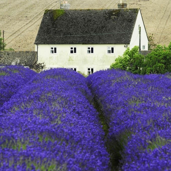 Fransız lavanta fidesi lavandula dentata var. candicans french lavender