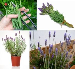 Fransız lavanta fidesi lavandula dentata var. candicans french lavender