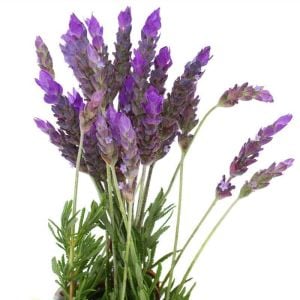 Fransız lavanta fidesi lavandula dentata var. candicans french lavender