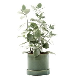 Kalanchoe hildebrandtii silver teaspoons gümüş kaşık kalanşo