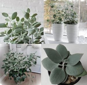 Kalanchoe hildebrandtii silver teaspoons gümüş kaşık kalanşo