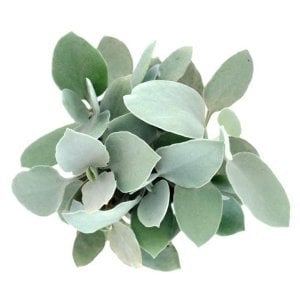 Kalanchoe hildebrandtii silver teaspoons gümüş kaşık kalanşo