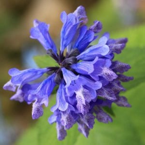 Mavi rüya nepeta fidesi nepeta subsessilis blue dreams