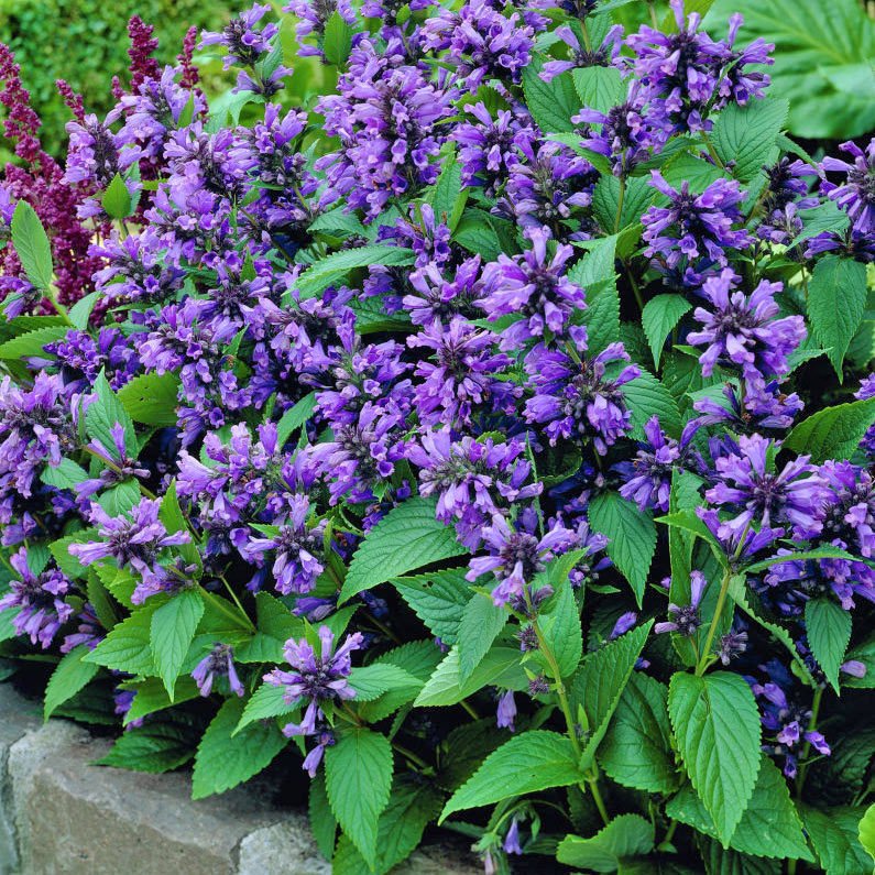 Mavi rüya nepeta fidesi nepeta subsessilis blue dreams