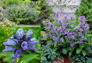 Mavi rüya nepeta fidesi nepeta subsessilis blue dreams