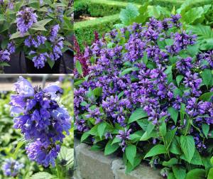 Mavi rüya nepeta fidesi nepeta subsessilis blue dreams