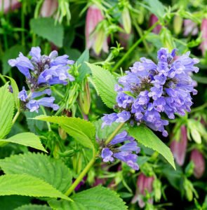 Mavi rüya nepeta fidesi nepeta subsessilis blue dreams