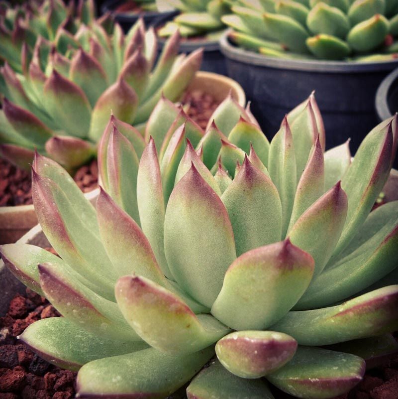 Echeveria agavoides christmas