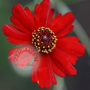 Kırmızı kızgözü çiçeği tohumu bodur coreopsis