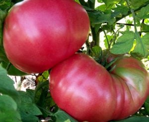 Pembe domates tohumu nadir ince kabuklu ve geleneksel belgium pink