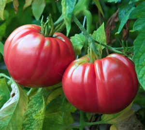 Pembe domates tohumu nadir ince kabuklu ve geleneksel belgium pink