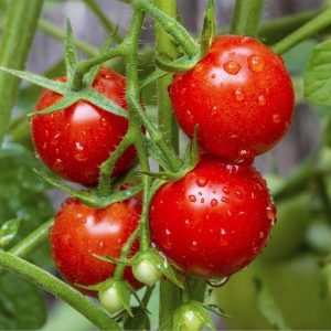İri boy çeri domates tohumu big red cherry kiraz tipi heirloom