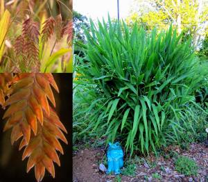 Kazmantiyum süs çimi fidesi chasmanthium latifolium