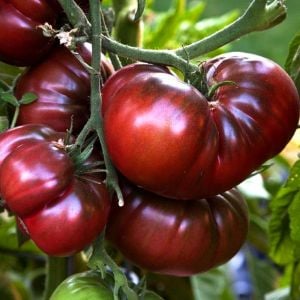Siyah black krim domates tohumu Dünyanın en lezzetli domatesi