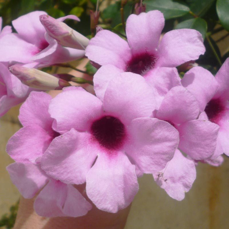 Pembe pandorea yasemini fidanı saksıda pandorea jasminoides