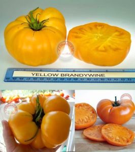Sarı brandywine domates tohumu geleneksel doğa
